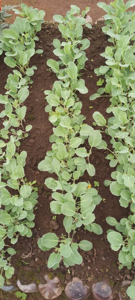 Nutrition and food security programs