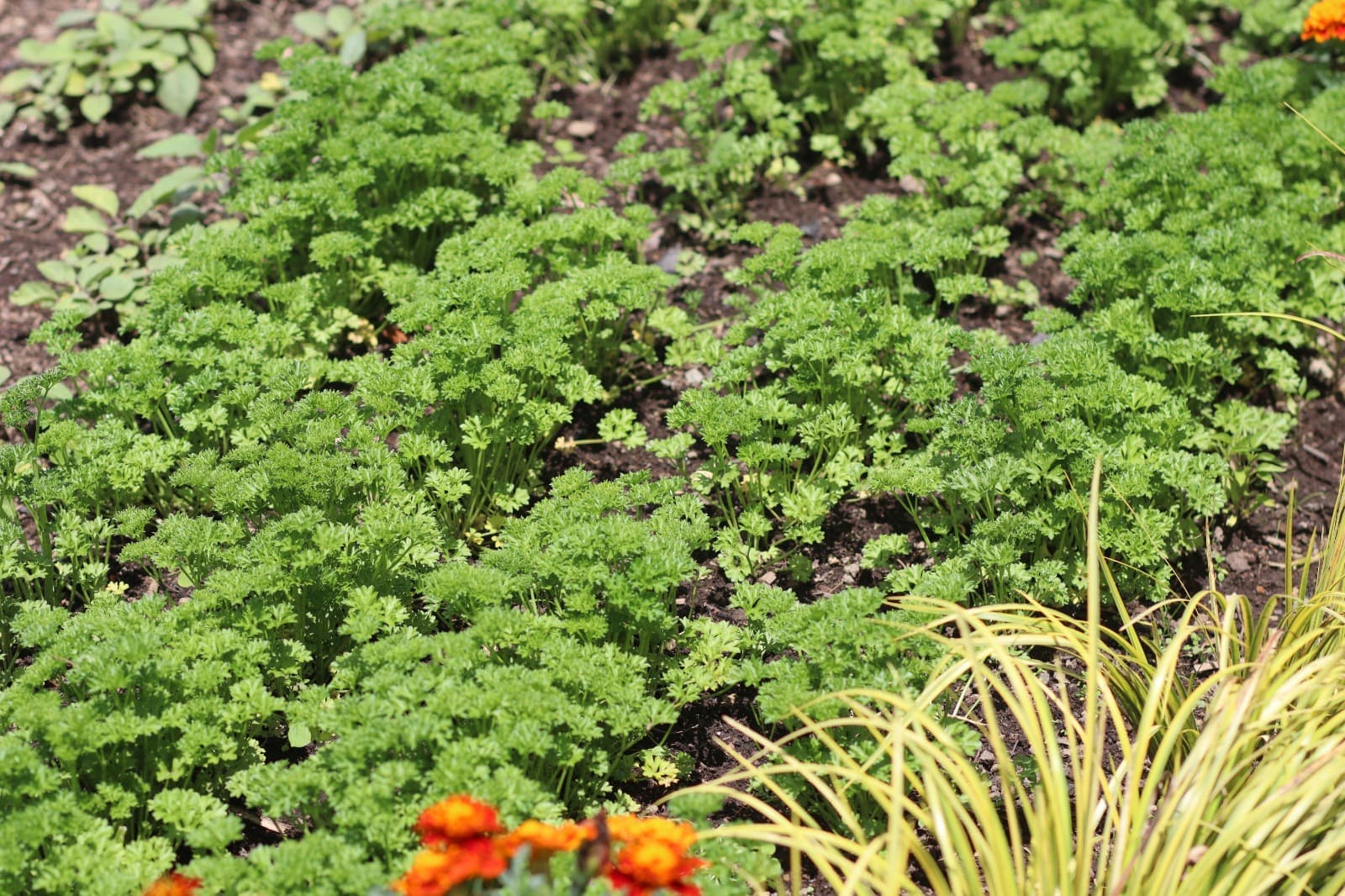 Kitchen garden installed by GKG Rwanda
