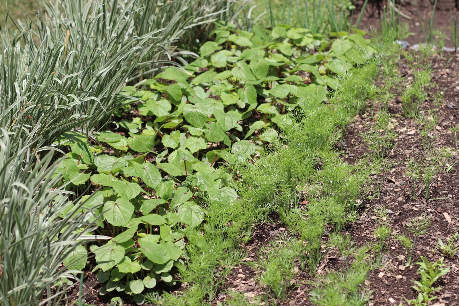Organic vegetable seedlings from the GKG nursery