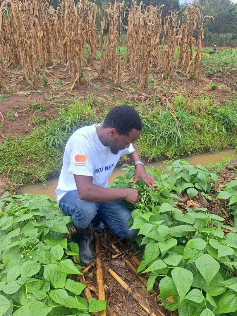 Agriculture Consultation by Golden Kitchen Garden Rwanda