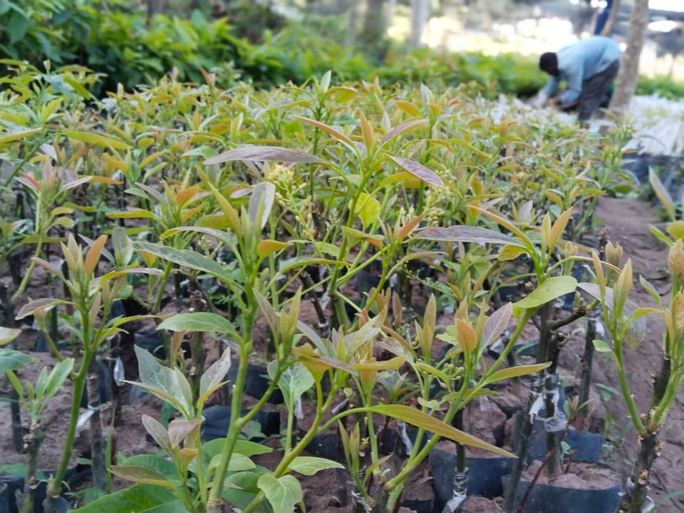 Agroforestry Nursery by Golden Kitchen Garden Rwanda