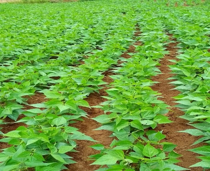 French Beans Cultivation by Golden Kitchen Garden Rwanda