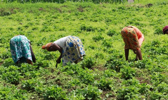 Strawberries Cultivation by Golden Kitchen Garden Rwanda