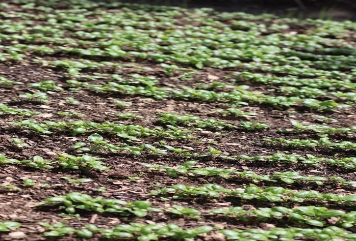 Vegetables and Spices Nursery Seedbeds by Golden Kitchen Garden Rwanda
