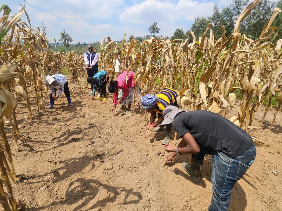 Maize Production by Golden Kitchen Garden Rwanda