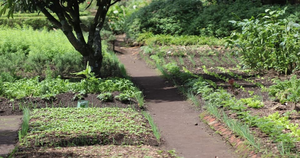 Permaculture Design by Golden Kitchen Garden Rwanda