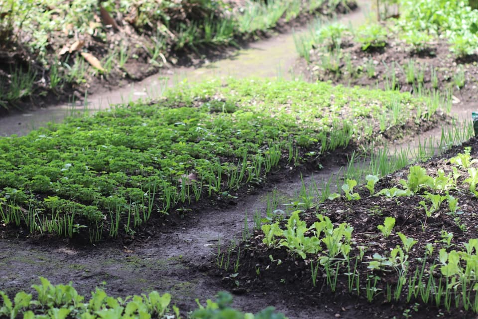 Golden Kitchen Garden Rwanda community impact